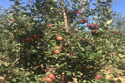 甘肃红苹果树苗种植方法